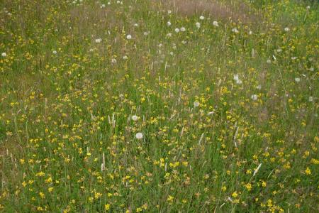 Unmown lawn filled with yellow flowers, dandelions and grassy seed heads