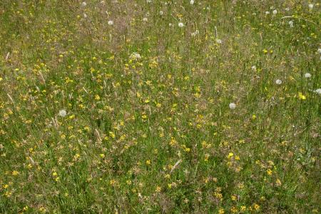 Unmown lawn filled with yellow flowers, dandelions and grassy seed heads